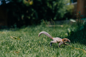 A cute adorable baby squirrel on the grass