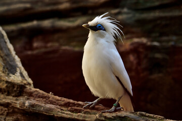 pájaro blanco del sudeste asiático Miná de Bali (Leucopsar rothschildi)