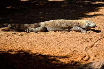 Dragón de Komodo (Varanus komodoensis)