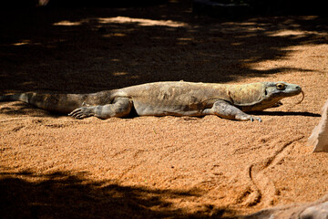 dragón de Comódo tomando el sol