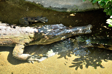 cocodrilo Tomistoma (Tomistoma schlegelii)
