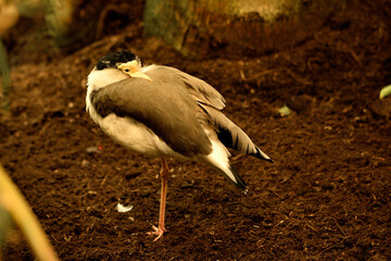 Avefría militar (Vanellus miles)