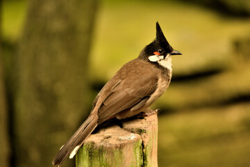 Bul bul orfeo (Pycnonotus jocosus) ave asi&aacute;tica