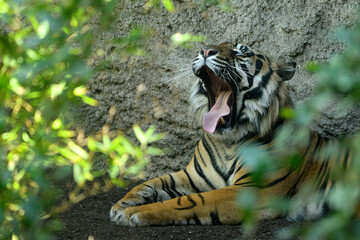 Fototapeta na wymiar Tigre de Sumatra (Panthera tigris sumatrae) con la boca abierta enseñando los colmillos 