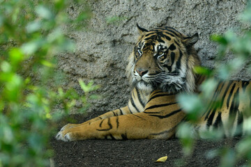 Fototapeta na wymiar Tigre de Sumatra (Panthera tigris sumatrae)