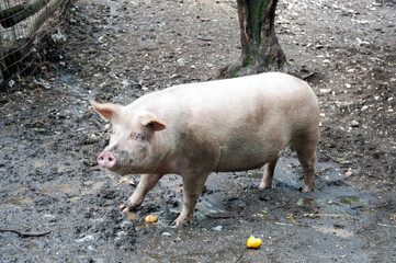 A Large White breed pig in the pigsty.