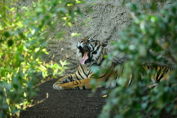 Tigre de Sumatra (Panthera tigris sumatrae) con la boca abierta enseñando los colmillos 