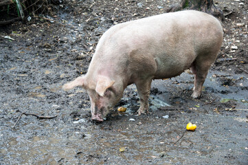 A Large White breed pig in the pigsty.