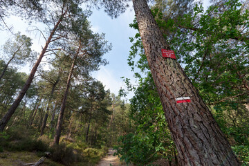 The hiking trail GR 13 in Fontainebleau forest near Larchant village