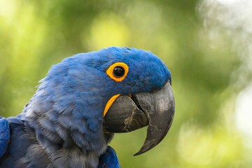 Head of hyacinth macaw (Anodorhynchus hyacinthinus) © Armando Bracamonte/Wirestock Creators