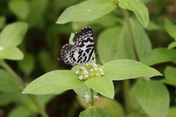 Castalius Rosimon butterfly on green floral plant against blurred background