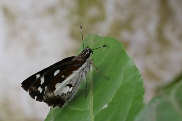 Marbled white butterfly on green leaf against blurred background
