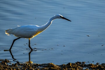 Heron hunting for fish in lake in Faro city, Portugal.