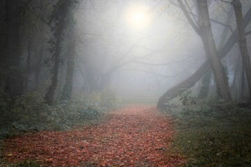 Beautiful view of a foggy walkway with fallen red trees in the forest