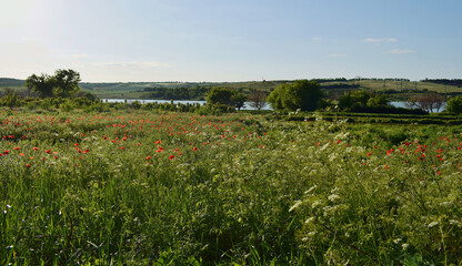 Landscape with a field of blooming poppies.