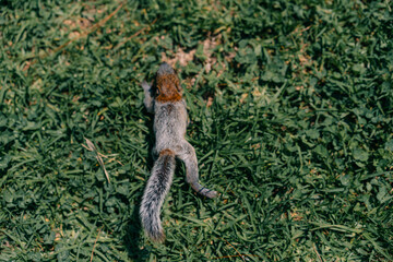 A cute adorable baby squirrel on the grass