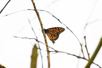Closeup of Danaida monarch perching on branch