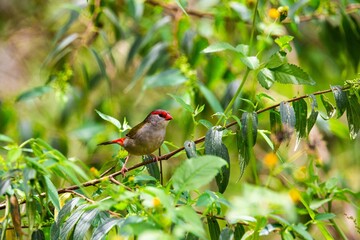 Red-browed finch on perching on tree
