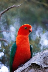 Vertical closeup of a male Australian king parrot, Alisterus scapularis perched on the branch.