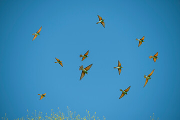 Bee-eaters, or bee-eaters (lat. Merops).
A flock of bright birds are circling in the sky on yellow flowers