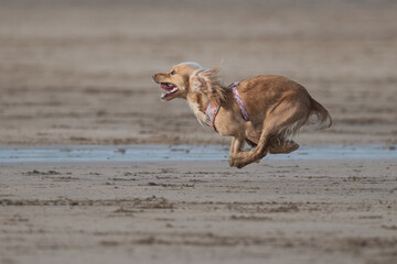 Golden retriever running on a large beach in North Devon