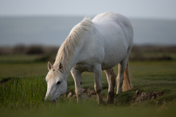 Pony on Northam Burrows in North Devon