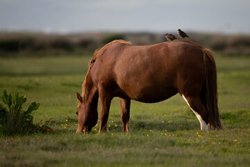 Naklejka na ściany i meble Pony on Northam Burrows in North Devon