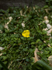 Obraz na płótnie Canvas Closeup of a bright yellow buttercup over dark green grass