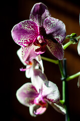 Fototapeta premium A flower and a fragment of an orchid flower on different backgrounds.