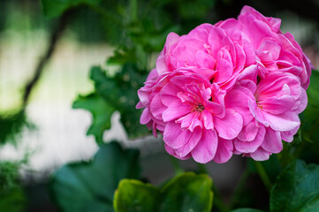 A flower or fragment of a pink geranium in a green flower bed.
