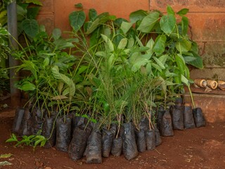 different types of tree seedlings 