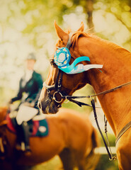 The chestnut horse is adorned with a beautiful blue rosette on its bridle, standing proudly in the summer sunshine. The beauty of horses and the importance of recognition in competitive sports.