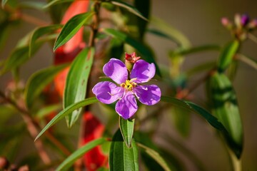 Closeup of a beautiful purple Malabar melastome flower on a tree with green leaves in a garden
