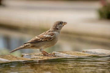 Closeup of a sparrow on a wet stone