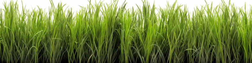 Fototapeta na wymiar Vibrant Freshness: High-Resolution Image of Isolated Fresh Green Grass
