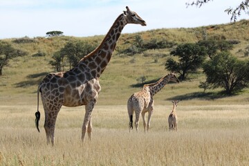 Nature scene with giraffes (Giraffa) in the field surrounded by hills and trees during the daytime