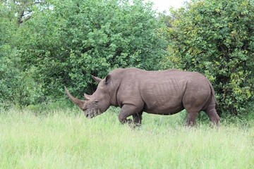 Obraz premium Rhinoceros (Rhinocerotidae) walking through the grass surrounded by trees during the daytime