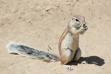 Closeup of the squirrel (Sciuridae) on the sand eating a nut during the daytime