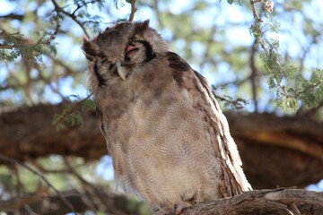Closeup of the owl (Strigiformes) perched on the branch with closed eyes during the daytime