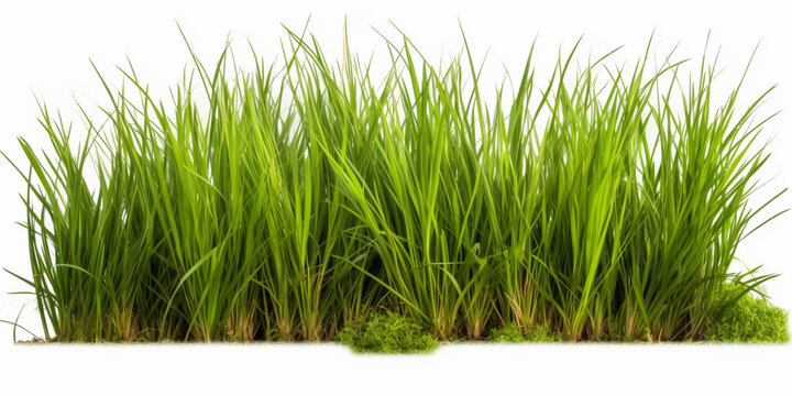 Vibrant Freshness: High-Resolution Image of Isolated Fresh Green Grass