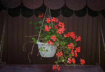 Decorative flower in the garden. Flower in hanging pot.
