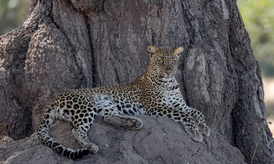 leopard resting on termite hill, Zambia 