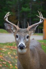 Vertical shot of a Columbian white-tailed deer in Parc Omega in Notre-Dame-de-Bonsecours in Canada