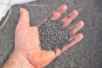 Pasture Seed