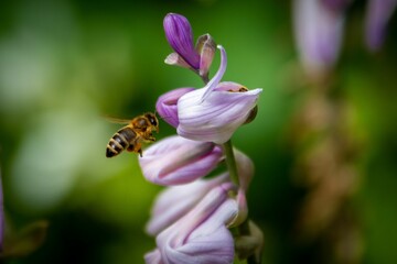Closeup shot of a small honeybee near Violet Limodore