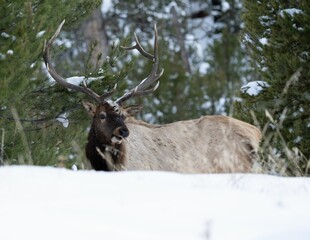 Beautiful rocky mountain elk walking around in a snowy forest on a cold winter day