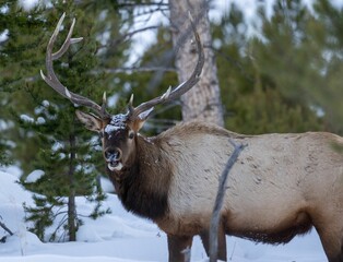 Beautiful rocky mountain elk walking around in a snowy forest on a cold winter day