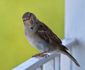 Close up of a small sparrow