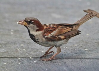 Close up of a small sparrow