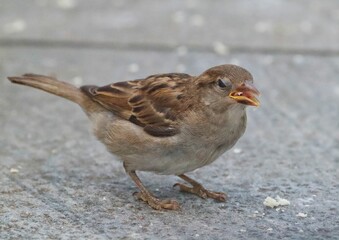 Close up of a small sparrow
